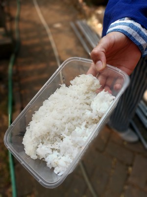 Nasi Sisa untuk Ayam Poktan